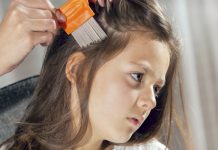 Where Does Lice Come From