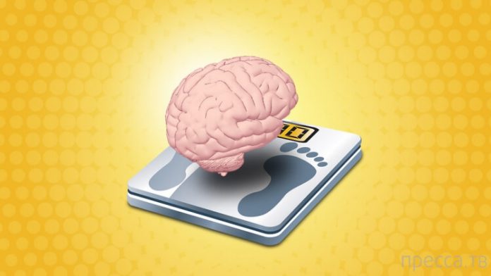 how much does a human brain weigh how much does a human brain weigh